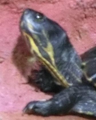 Mosie stellt sich vor